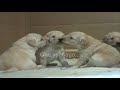 labradoodle puppies one year on.wmv