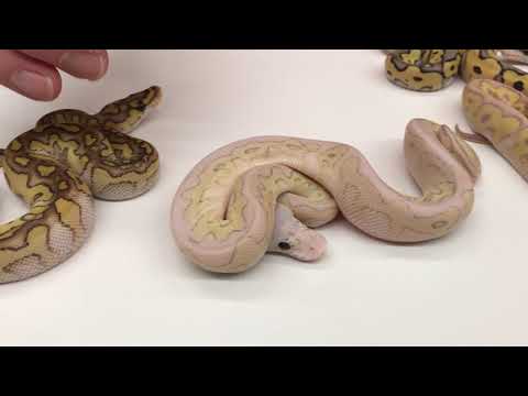 YouTube reptile video