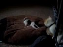 Phil Boldman cat attack
