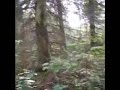 Koira haukkuu Koira haukkuu