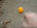 Zuko vs Azula The Toy Challenge