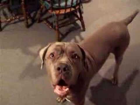 neapolitan mastiff