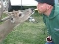 Feeding a Buck with a Ritz cracker from my mouth