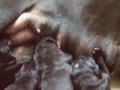 Lucas X Seven Puppies - First Week