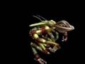 Sivertes - Spore Creature Creator Video