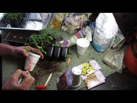 how to transplant daisies