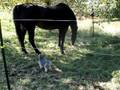 videos de Chuy barking at Poe