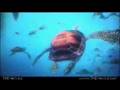  - MovieZen Video