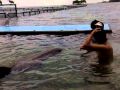Nadando con los delfines - Cartagena