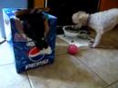 Kitten playing in Pepsi box