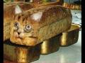 PetLifeRadio.com - CATTITUDE.wmv