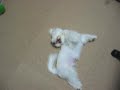 maltese