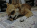 Click here to watch this video CLEA 初めてのガム