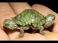 animales sorprendentes 