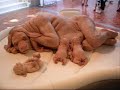 animales sorprendentes 