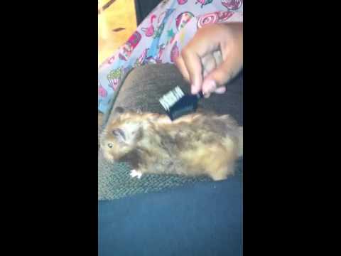 Paulette getting  her hair brushed
