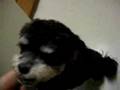 Bichón Habanero video