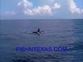 Killer Whales In Texas - Gulf Of Mexico