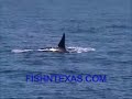 Killer Whales In Texas - Gulf Of Mexico Killer Whales In Texas - Gulf Of Mexico
