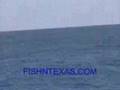 Killer Whales In Texas - Gulf Of Mexico