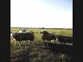 zomaar-wat-natuur-rond-haarlem-noord.html