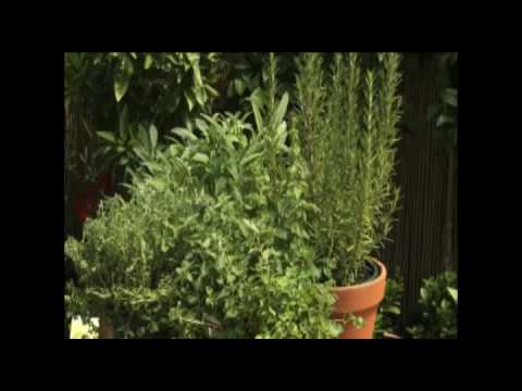 Grow Herbs in Pots
