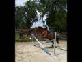 Cso chevaux