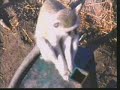 Vervet Monkey