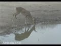 Reedbuck at NK