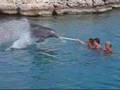 Ongeluk Met Dolfijn - Dolphin Abuse