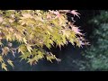 龍福寺(岩井滝不動)