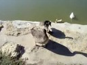 Duck pond