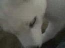 Recorded on June 15, 2008 using a Flip Video camcorder.