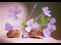 Tommy Vee And Scumfrog - Serenade