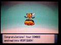 Pokemon Diamond/Pearl Combee Evolve.