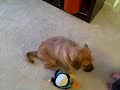 Puggle Preston Fetching Toys by Name 2 Puggle Preston Fetching Toys by Name 2