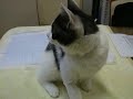 YouTubeサムネイル[7scw-CVUx2M] - 1枚目