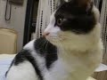 YouTubeサムネイル[7scw-CVUx2M] - 3枚目