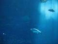 Okinawa Churaumi Aquarium 沖繩美之海水族館
