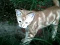 Mi gatito se lleva mi helicoptero de juguete Mi gatito se lleva mi helicoptero de juguete