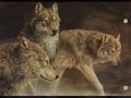 LYNX LOUPS ET FORETS