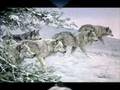 LYNX LOUPS ET FORETS