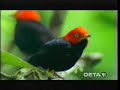 Birds that Moonwalk Birds that Moonwalk