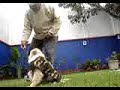 MASTERCAN Golden Amaranta 2 meses puppy training