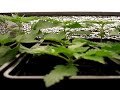 Indoor Growing. 15 Lowryders under 4x18 WATT TLD,s