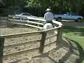 Cavallo ridden in snaffle by Dennis Auslam Cavallo ridden in snaffle by Dennis Auslam