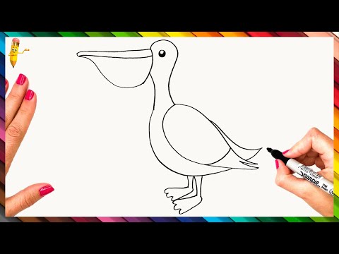 video-linktoworks-How To Draw A Pelican Step By Step - Pelican Drawing...