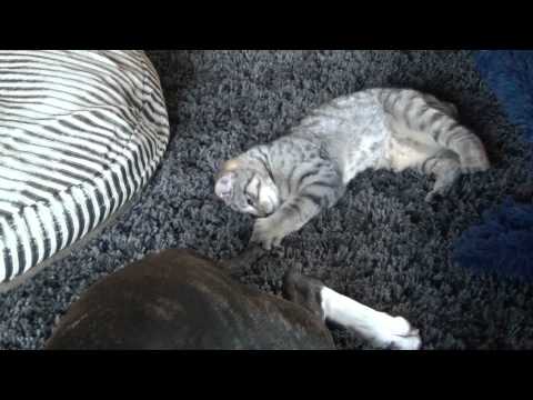 Pixie Bob Kitten plays with Pitbull and Shar-pei