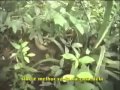 Grand Serpent (anaconda) attaque un journaliste dans la jungle -