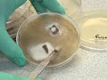Clean Compost- Bacteria in Recycled Organic Matter